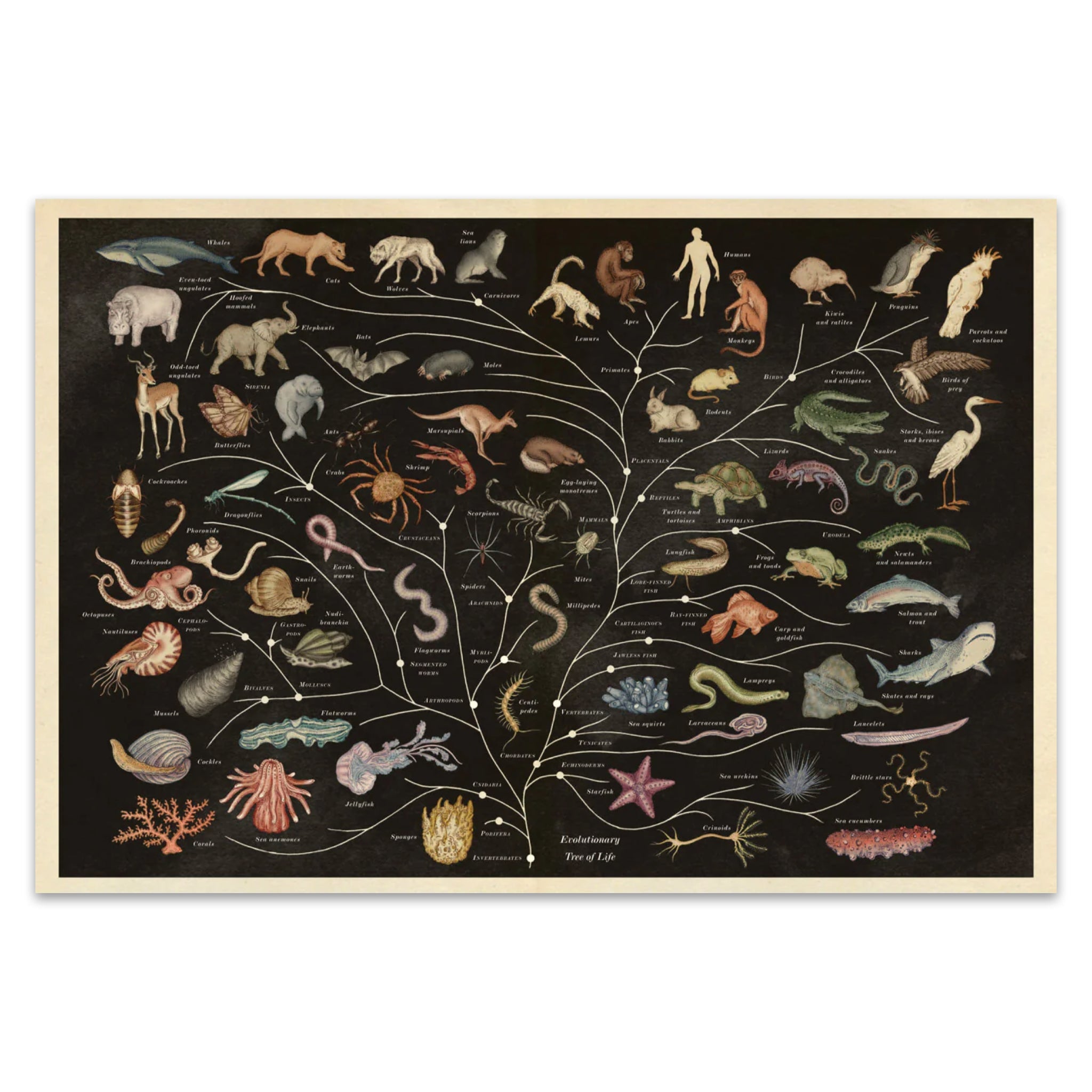 Animalium: Welcome to the Museum - bubblegum market