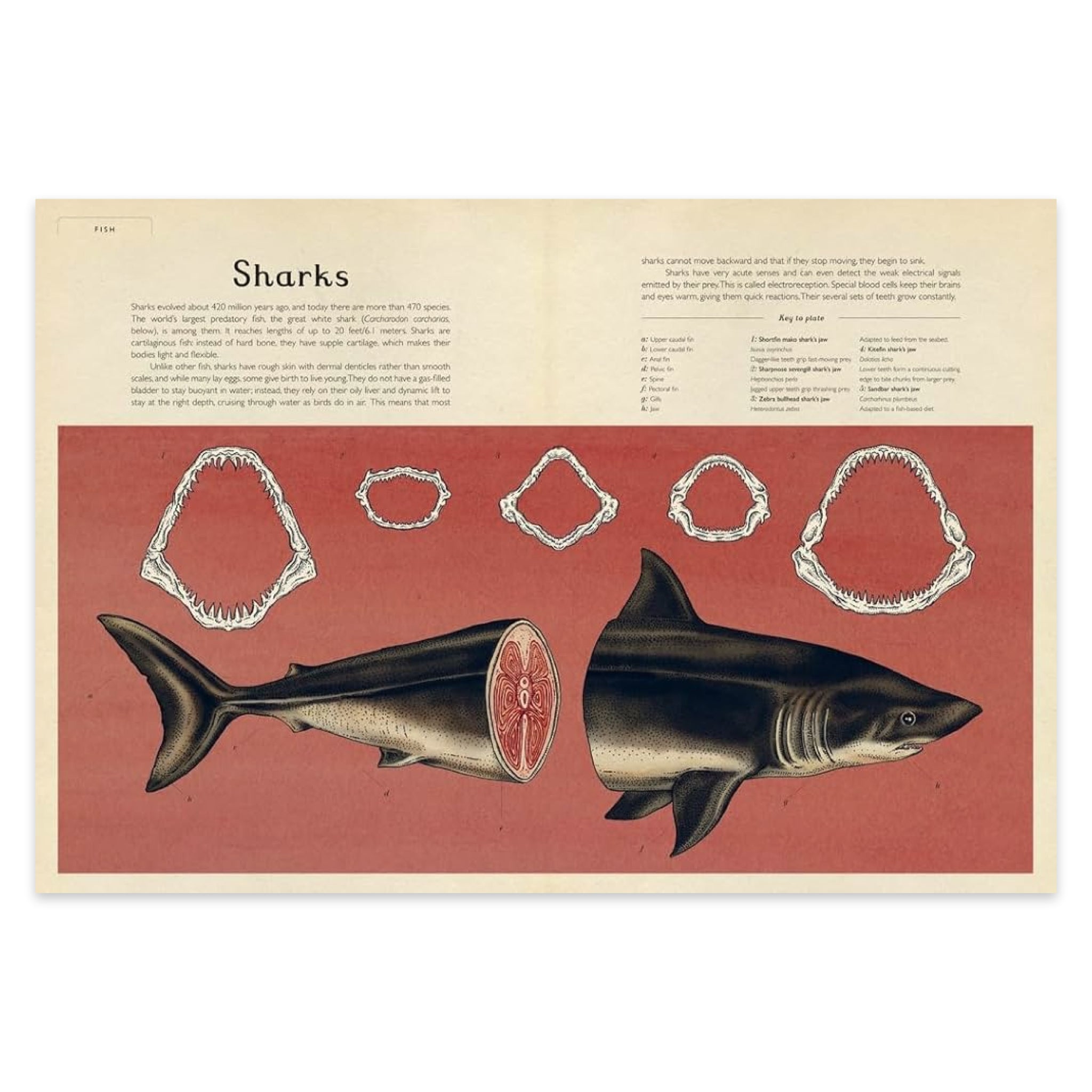 Animalium: Welcome to the Museum - bubblegum market