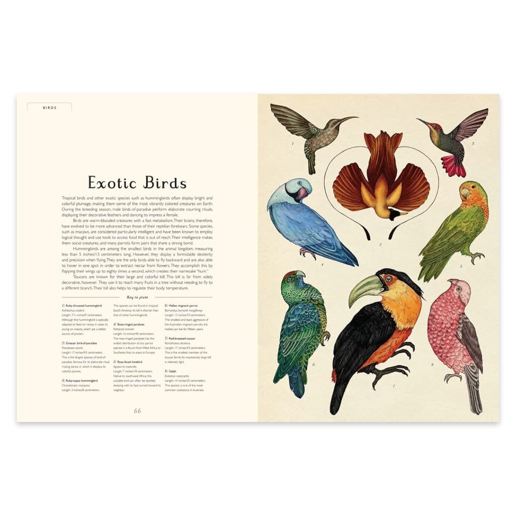 Animalium: Welcome to the Museum - bubblegum market