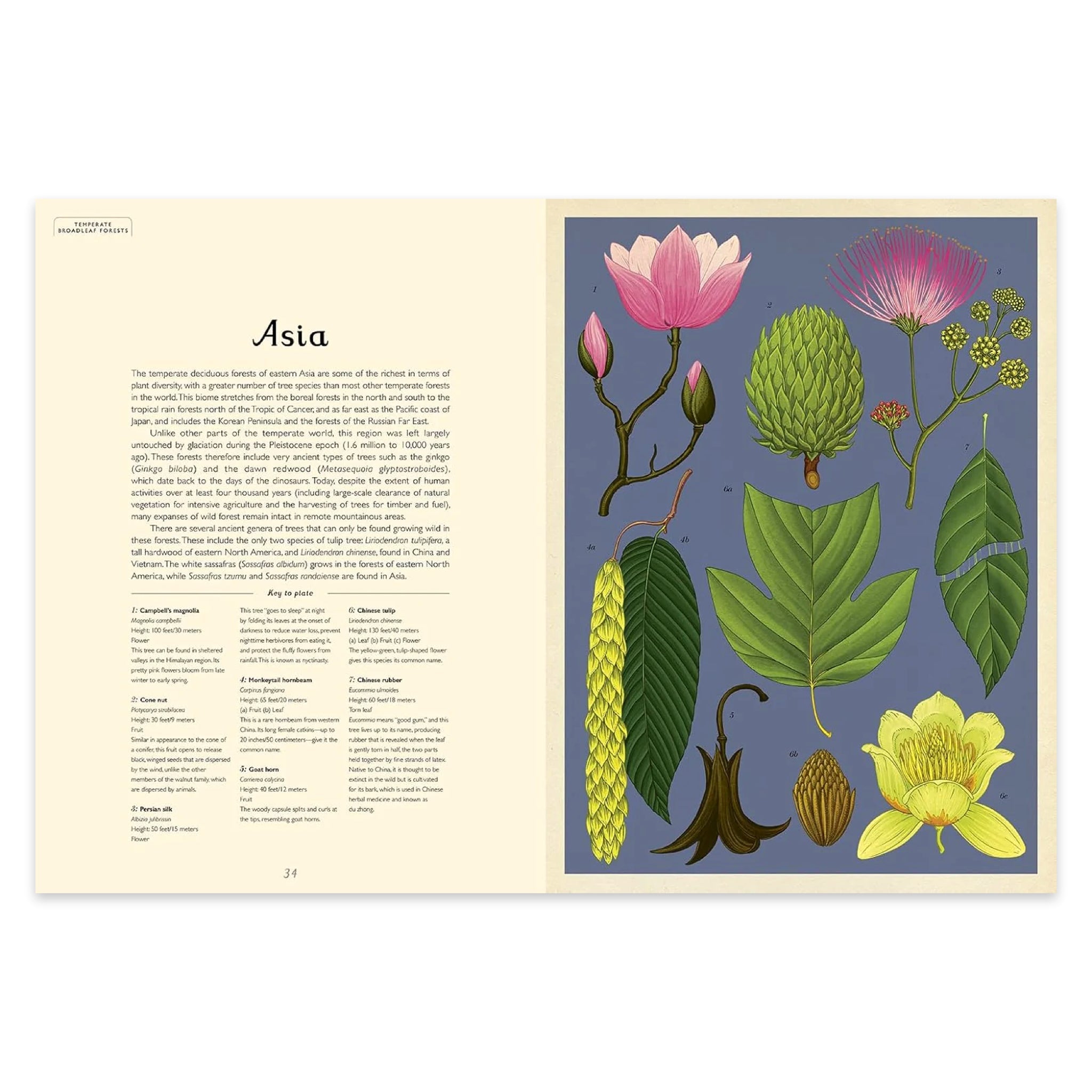 Arboretum: Welcome to the Museum - bubblegum market