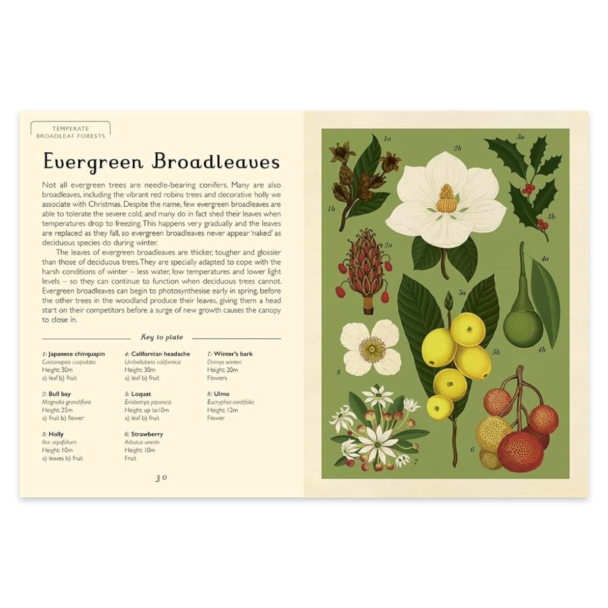 Arboretum: Welcome to the Museum - bubblegum market