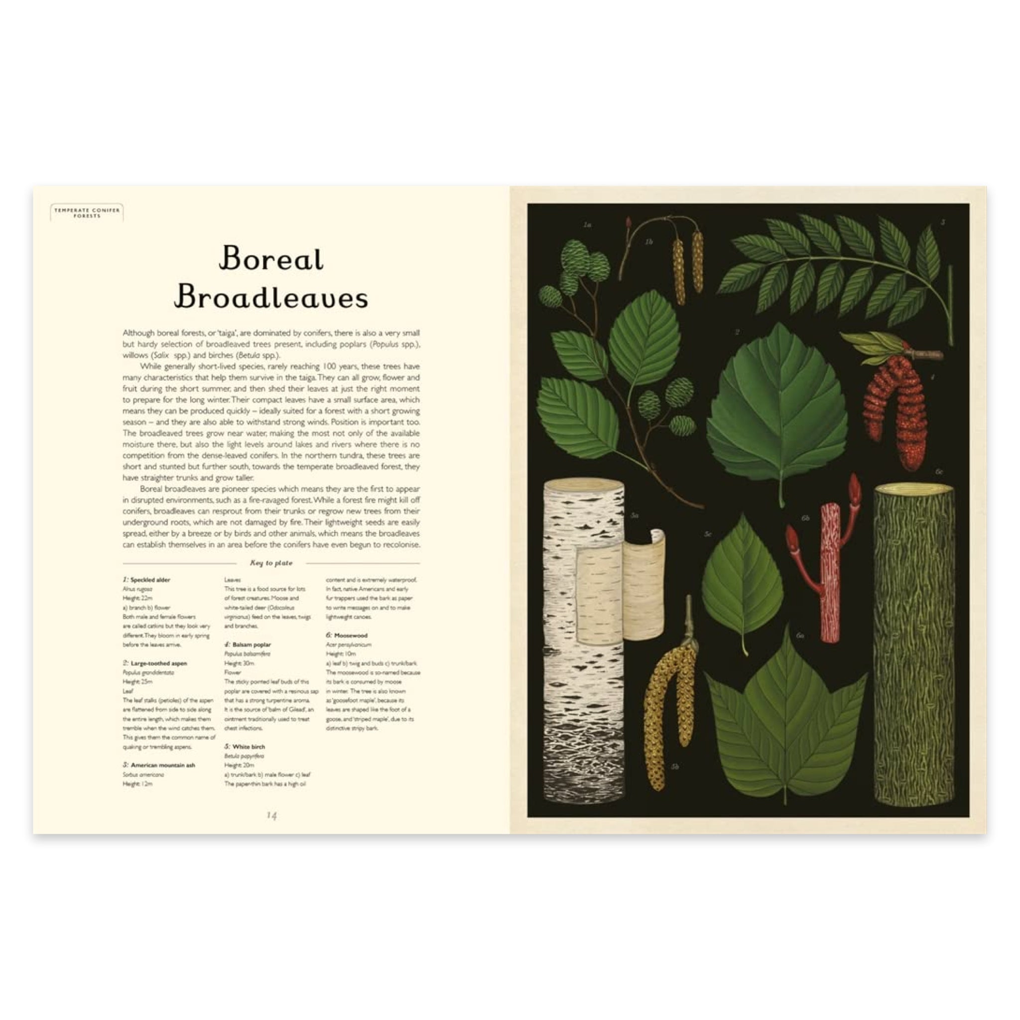 Arboretum: Welcome to the Museum - bubblegum market