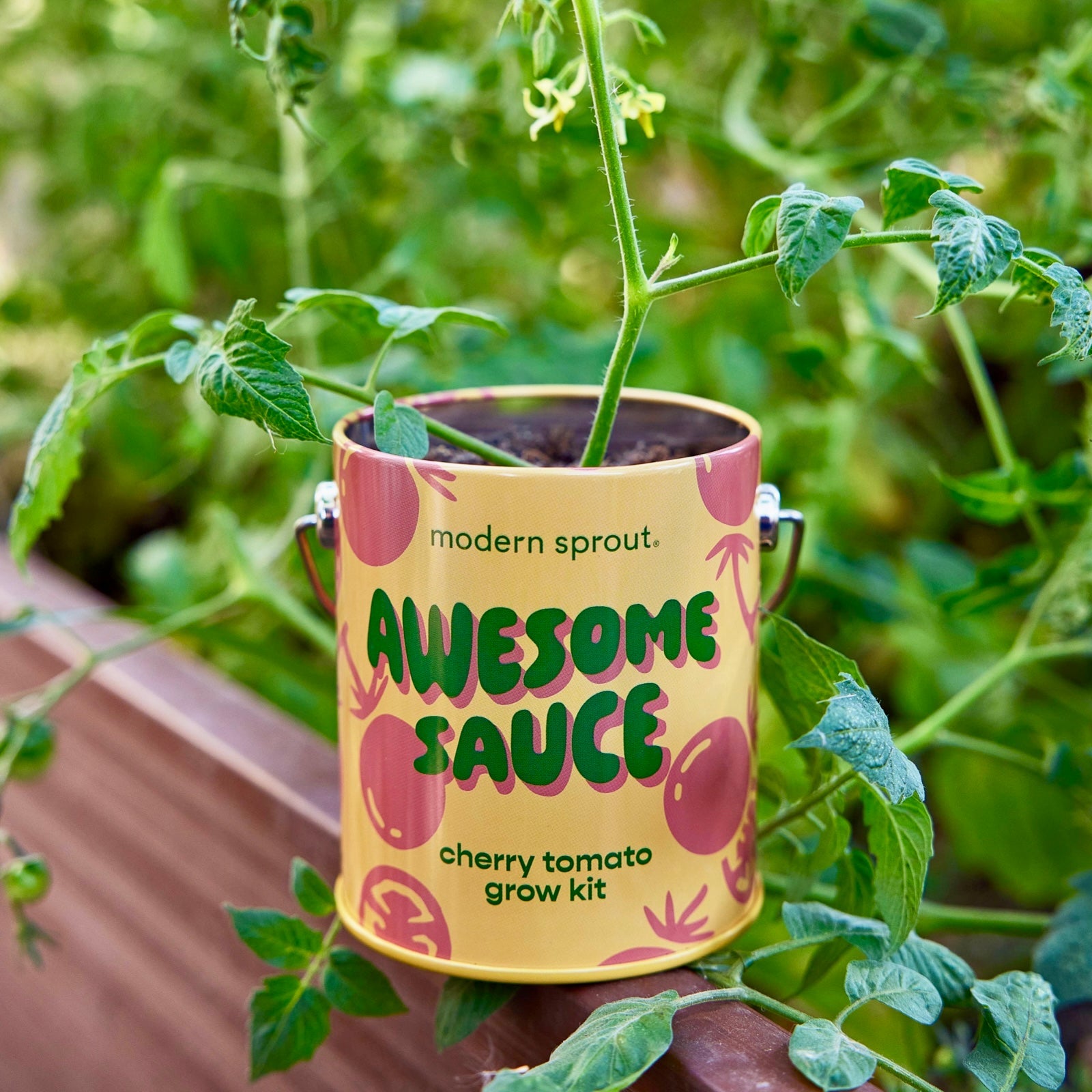 Awesome Sauce Cherry Tomato Grow Kit - bubblegum market