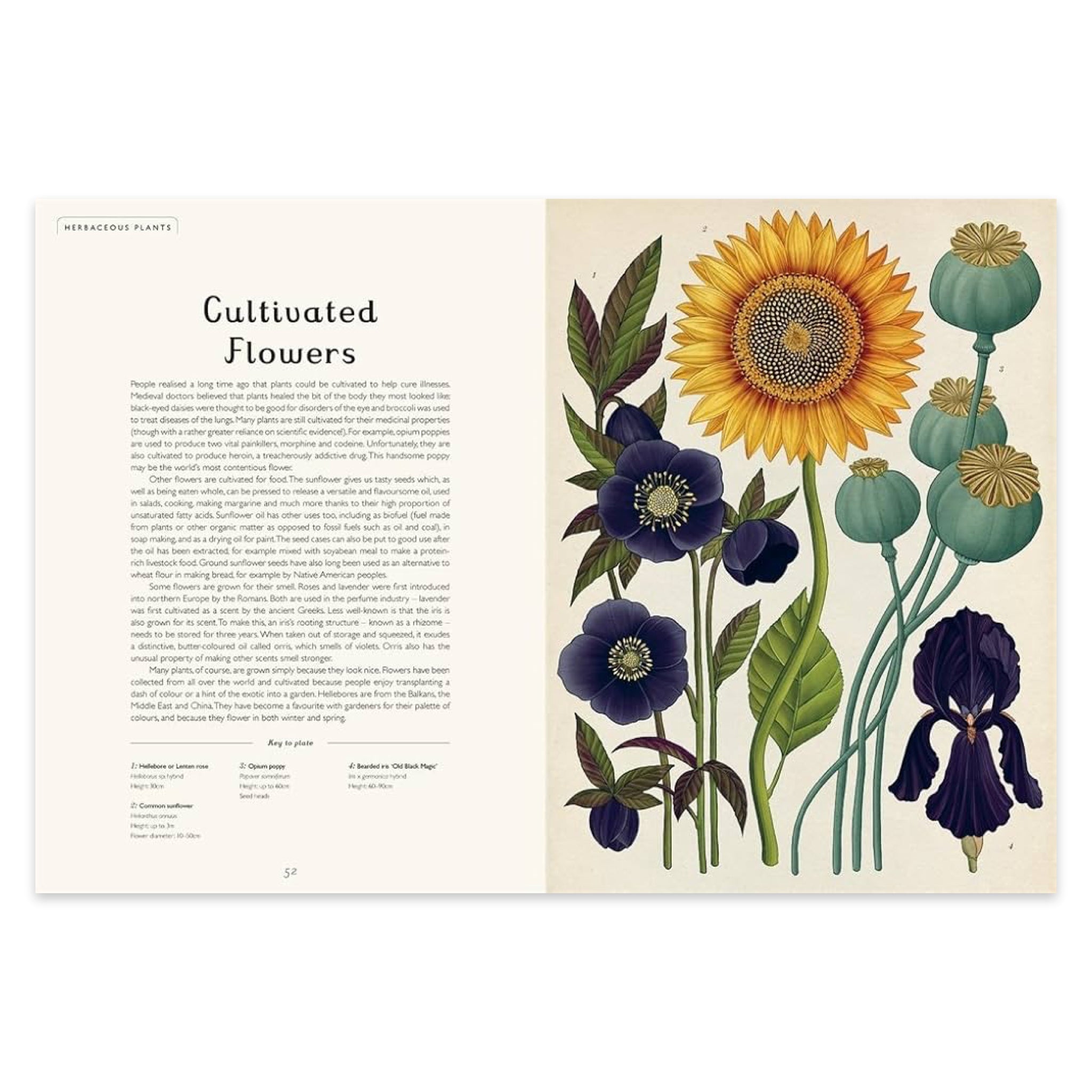 Botanicum: Welcome to the Museum - bubblegum market