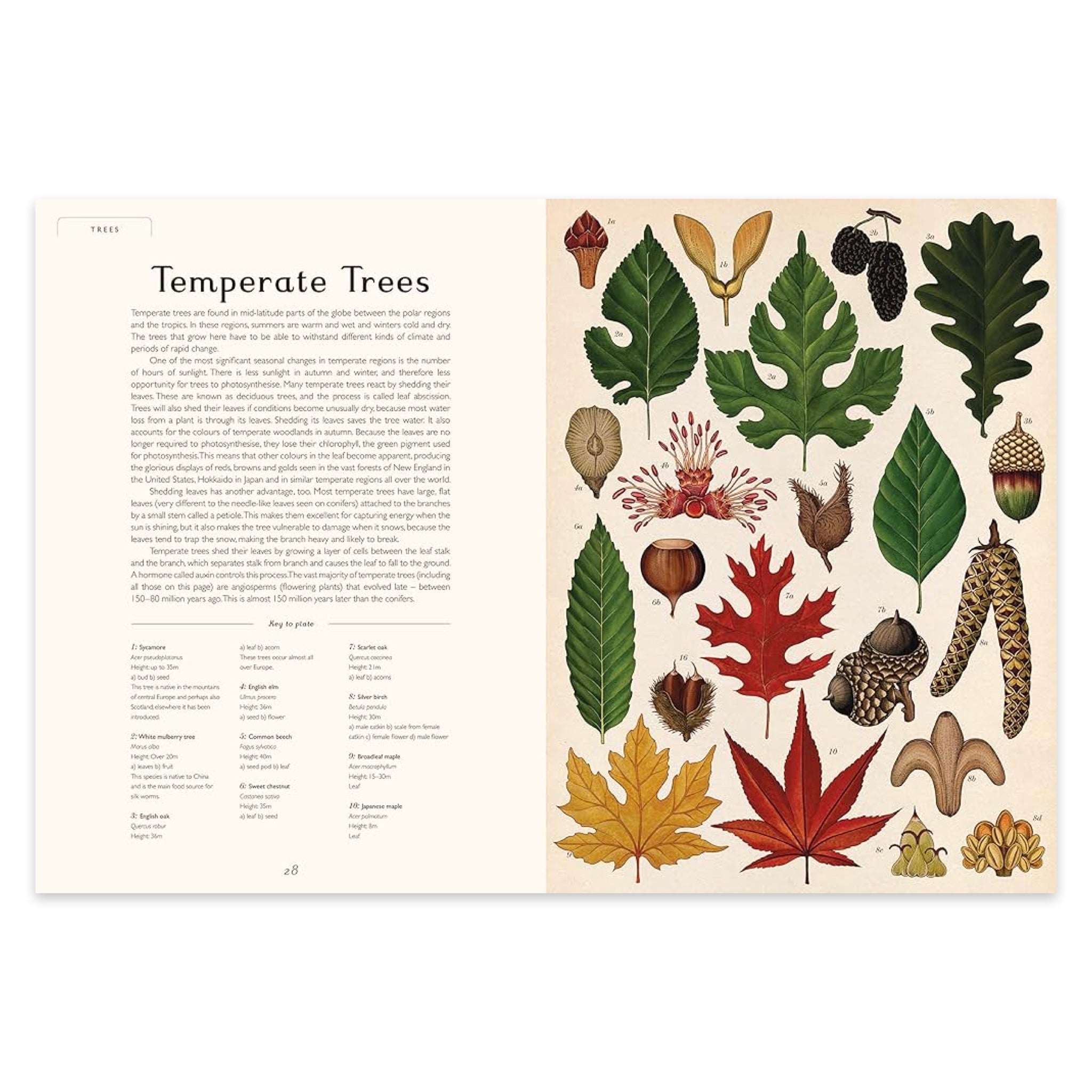 Botanicum: Welcome to the Museum - bubblegum market