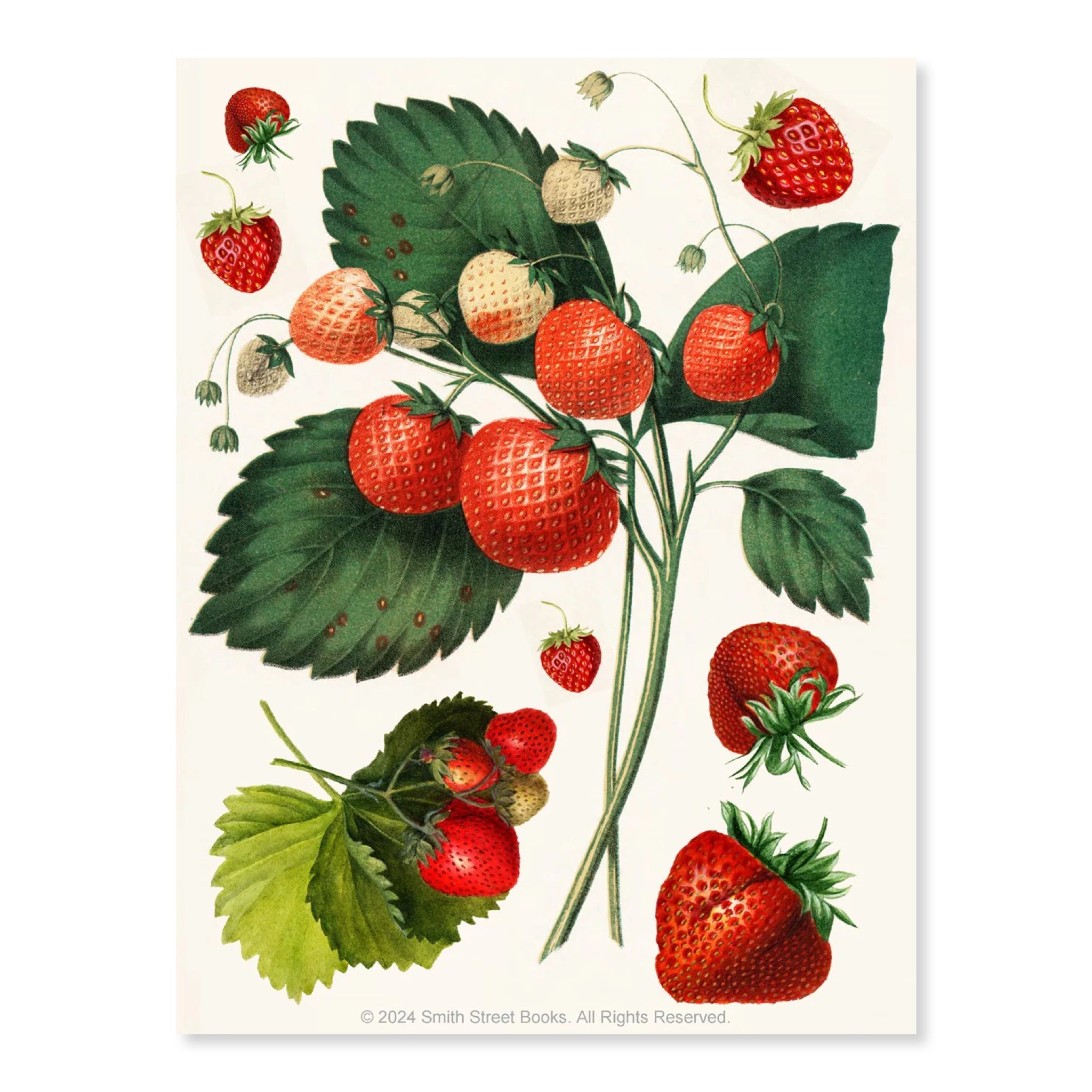 Cut - out Curiosities: Botanica | A Collage Book - bubblegum market