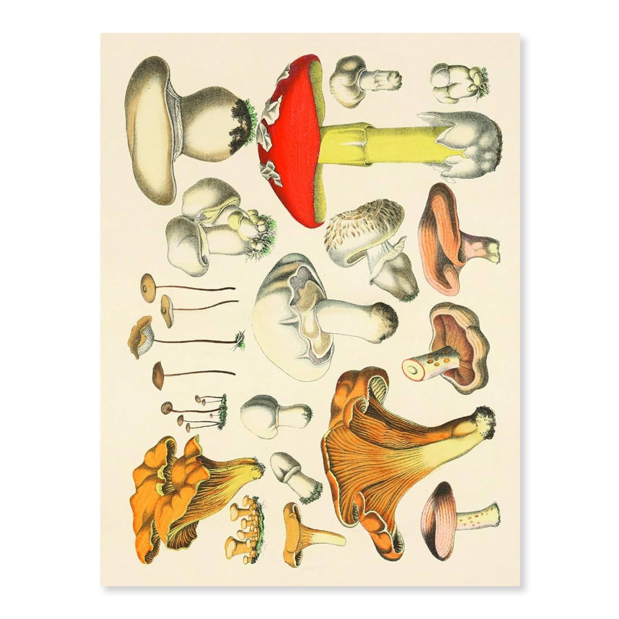 Cut - out Curiosities: Botanica | A Collage Book - bubblegum market