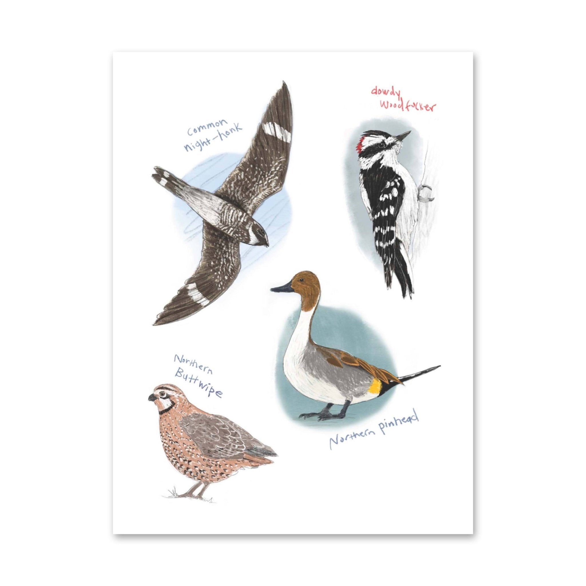 Field Guide to Dumb Birds Sticker Book - bubblegum market