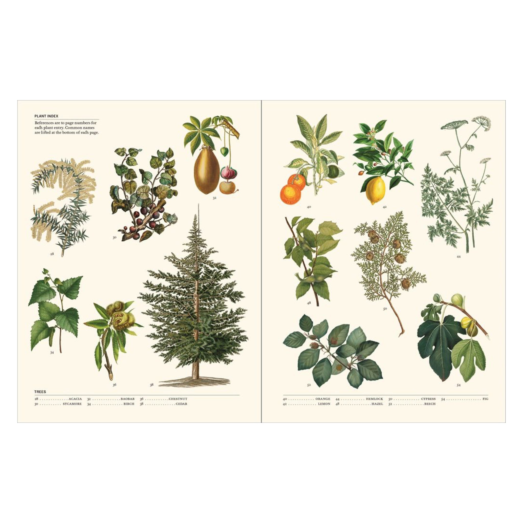 Flora: The Secret Language of Plants in Art - bubblegum market