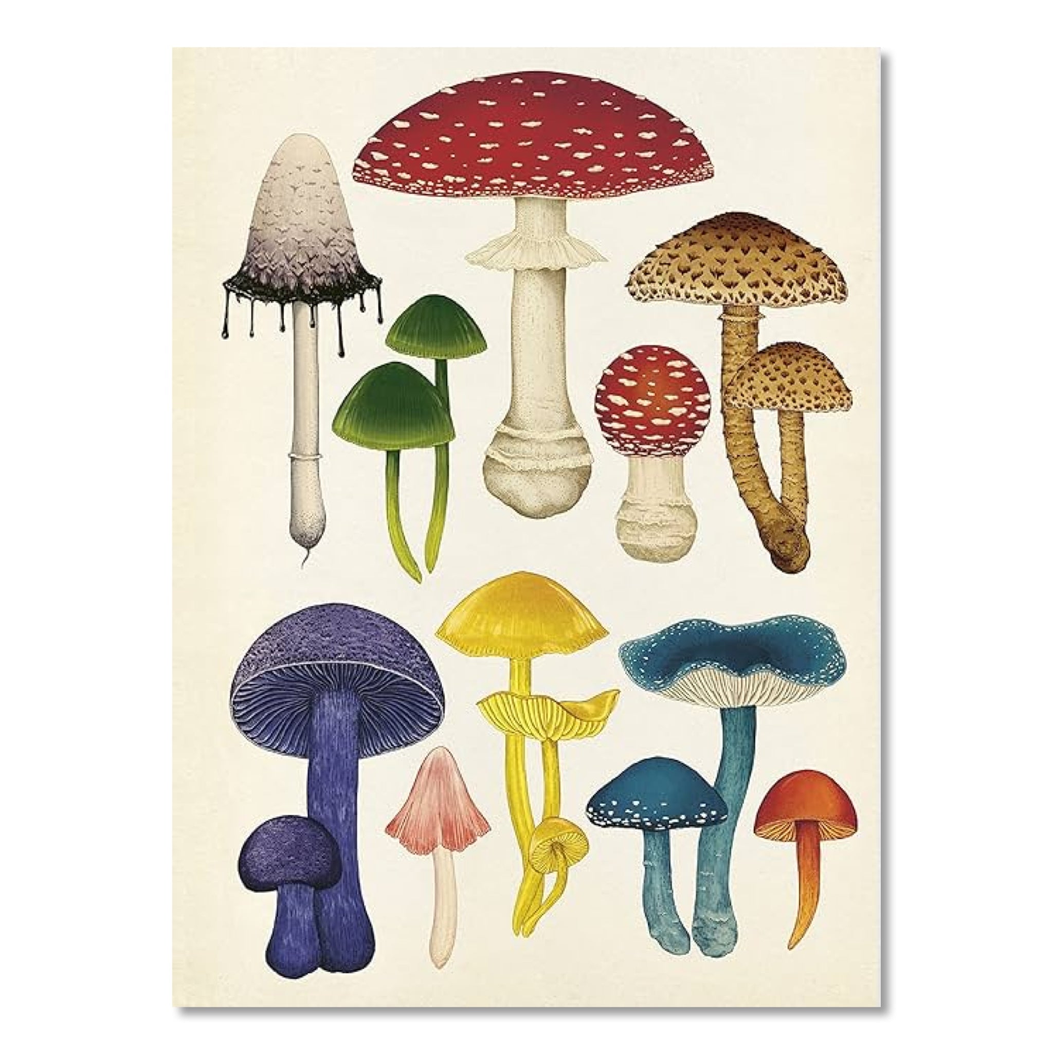 Fungarium Poster Book (Welcome to the Museum) - bubblegum market