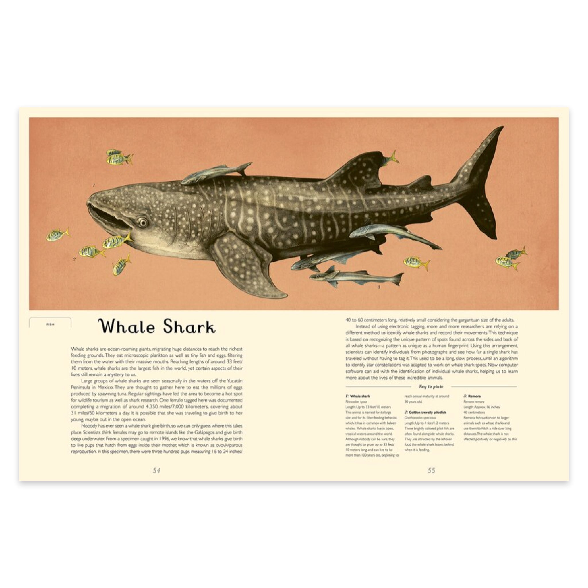 Oceanarium: Welcome to the Museum - bubblegum market