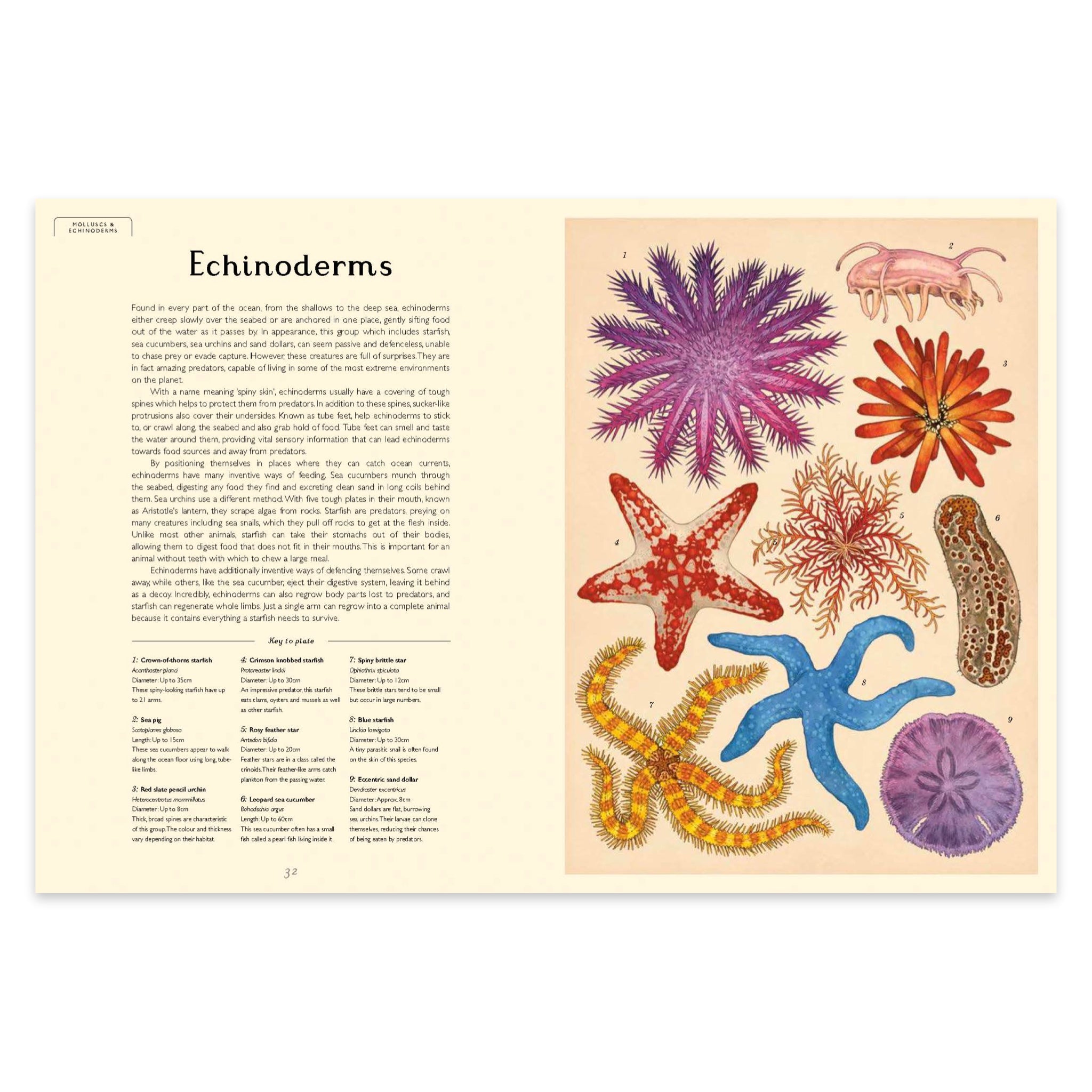 Oceanarium: Welcome to the Museum - bubblegum market