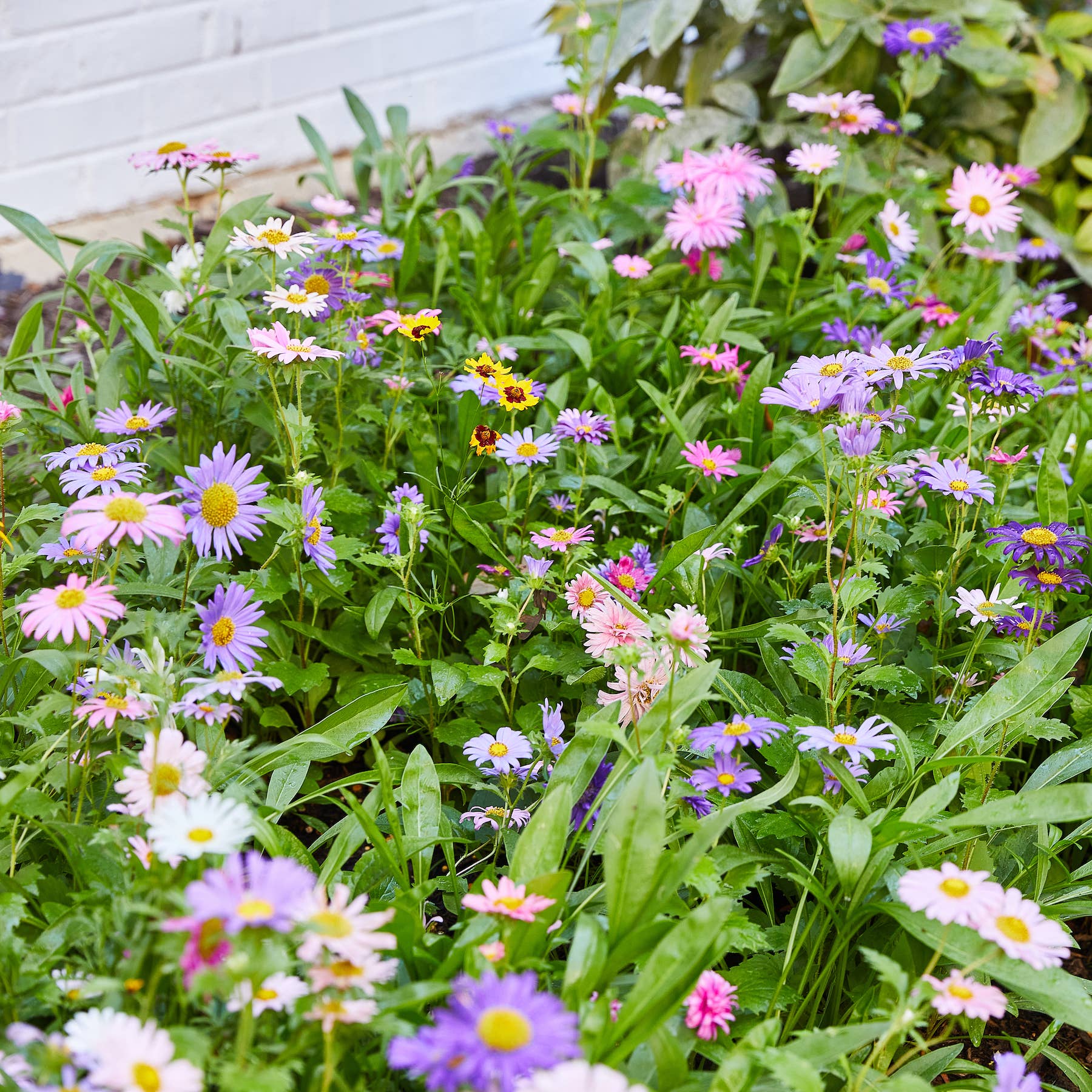 Pollinator Seed Pop: Butterfly - bubblegum market