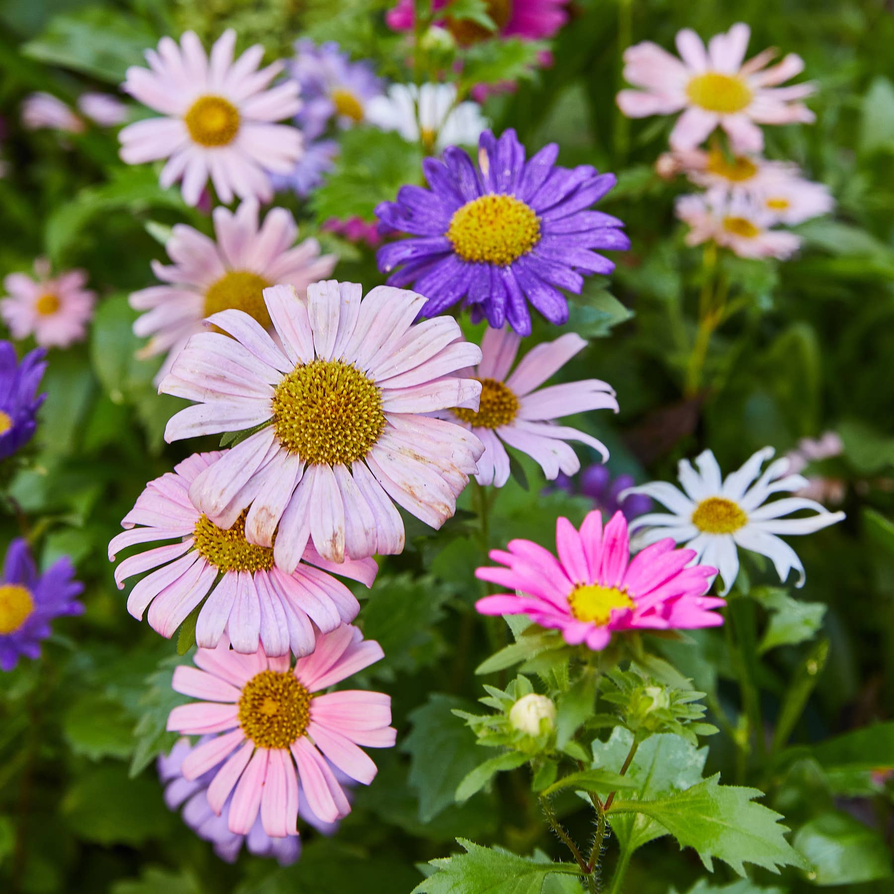 Pollinator Seed Pop: Butterfly - bubblegum market