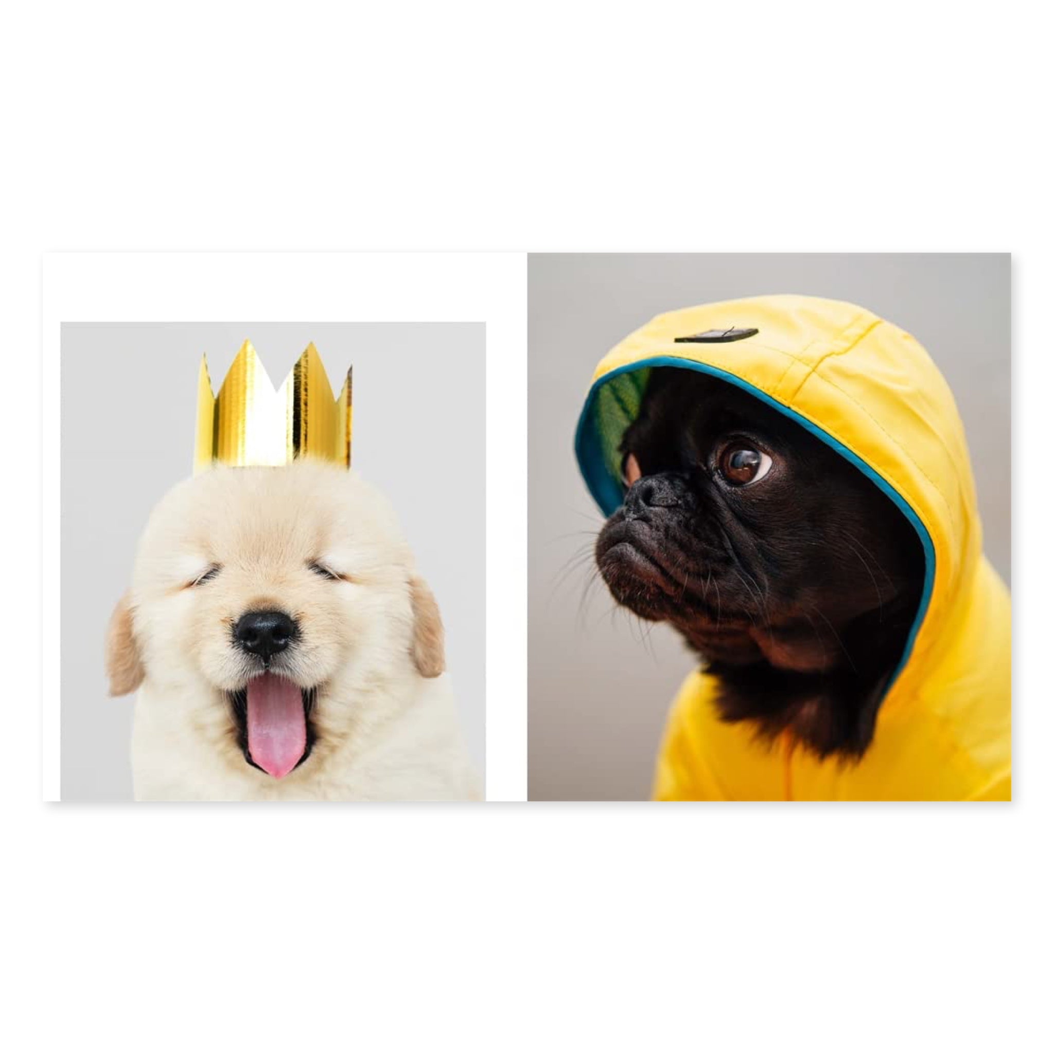 This Book Is Literally Just Pictures Of Cute Animals That Will Make You Feel Better - bubblegum market