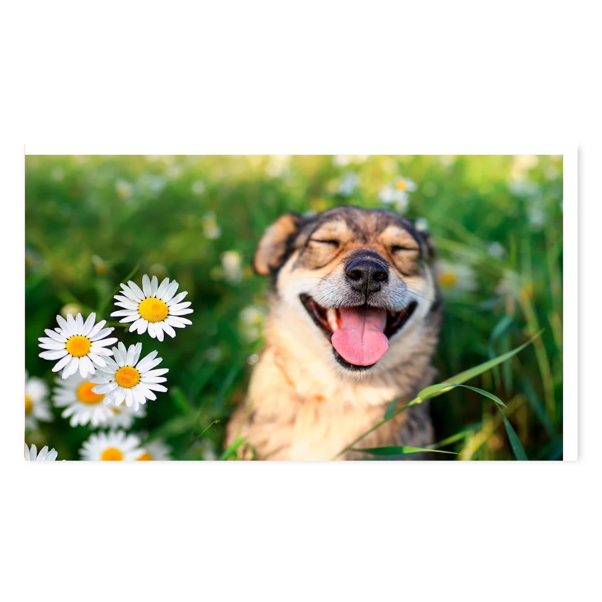 This Book Is Literally Just Pictures Of Cute Dogs That Will Bring You Joy - bubblegum market