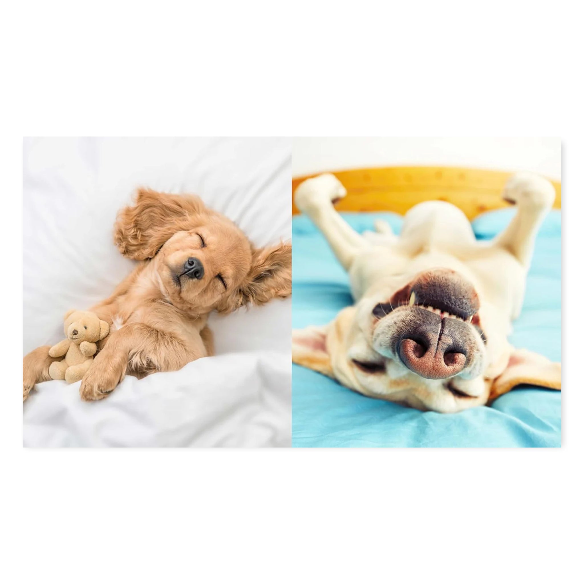 This Book Is Literally Just Pictures Of Cute Dogs That Will Bring You Joy - bubblegum market